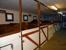 RANDOCHEVAL - Ecurie de chevaux islandais